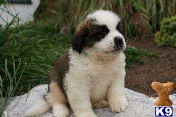 Saint Bernard Puppies for Sale